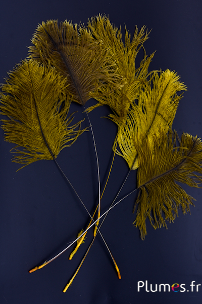 Panicule autruche - 35-40 cm - jaune-gris naturel